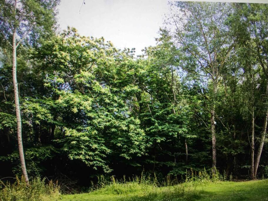 Cosy Woodland Romantic Retreat With Log Fires And Nature Sturry Eksteriør billede